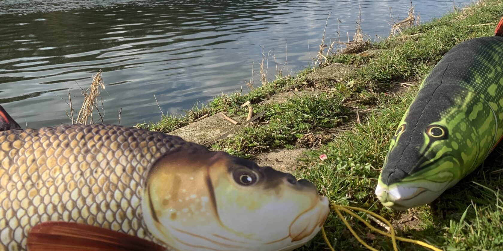 Barbe und Hecht waren als Stofftiere beim Main FlussFilmFest dabei. Foto: Anne Schmitt Barbe und Hecht waren als Stofftiere beim Main FlussFilmFest dabei. Foto: Anne Schmitt