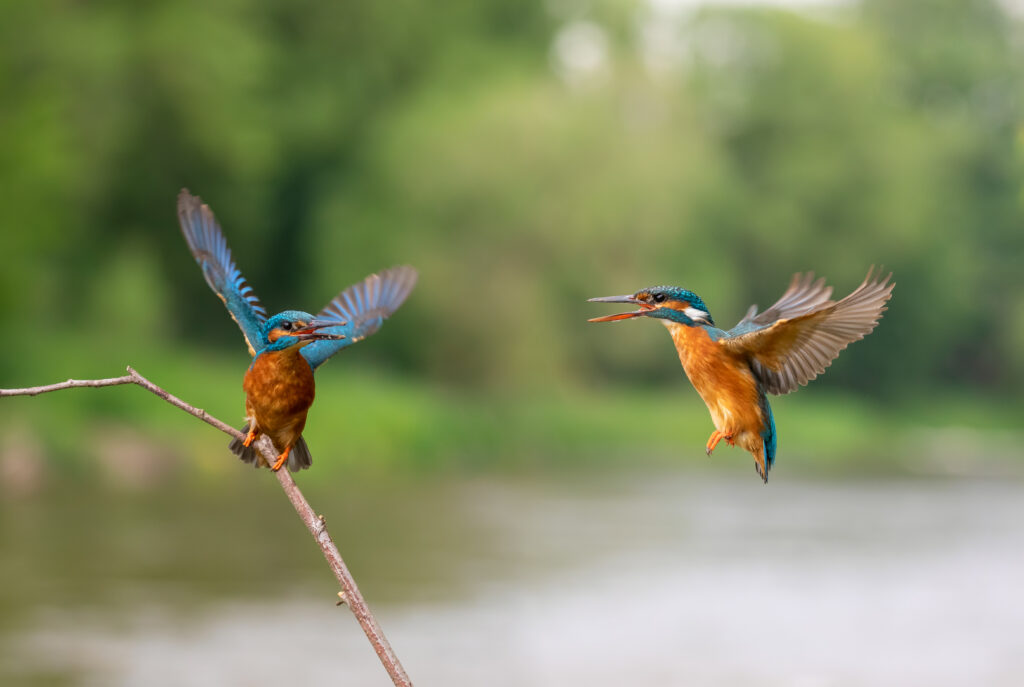 Zwei Eisvögel im Flug. Foto: A. Gehrig.