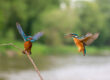 Zwei Eisvögel im Flug. Foto: A. Gehrig.